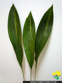 Aspidistra elatior Aoharan.jpg